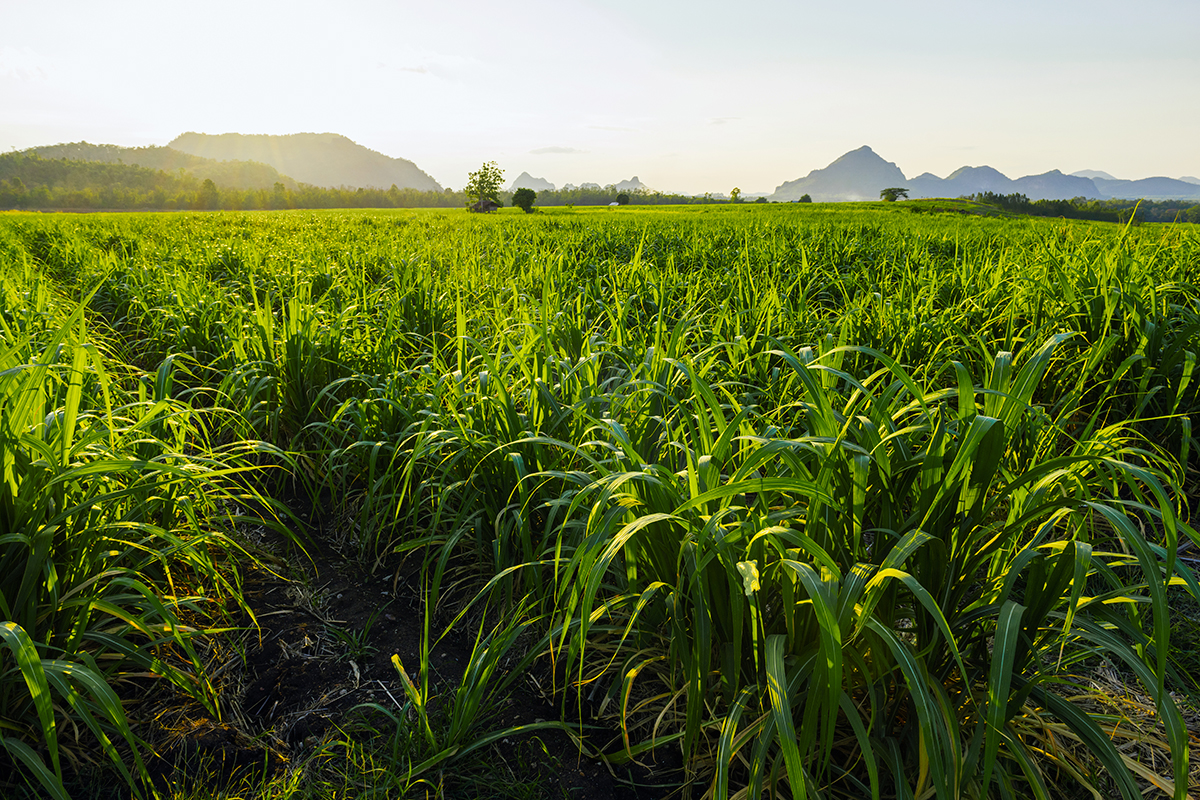 Rum: la storia di come la canna da zucchero ha conquistato i Caraibi
