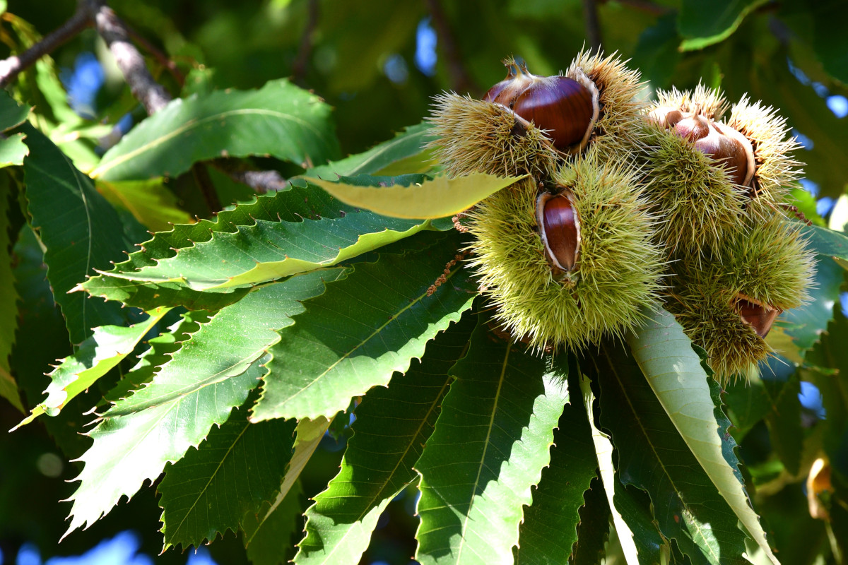 Castagne: l'energia d'autunno che fa bene a intestino, ossa e muscoli