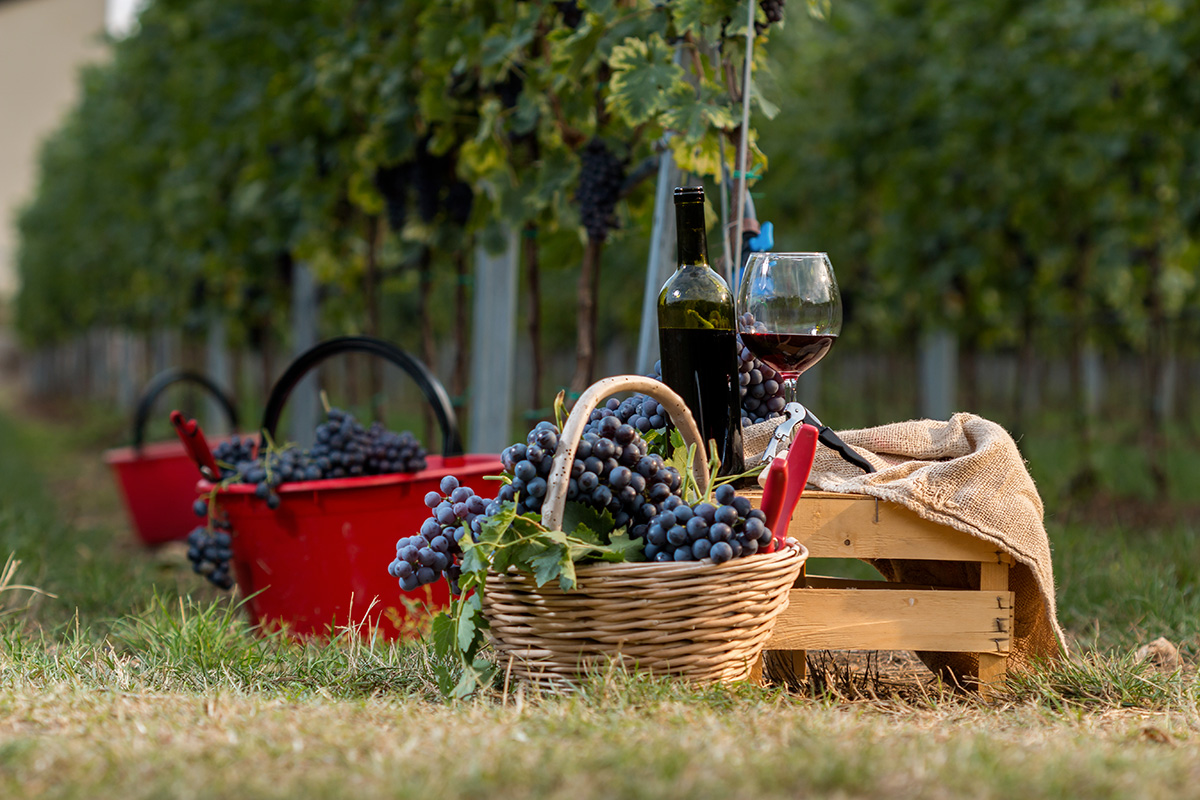 £$L’Italia del vino$£: tre grandi rossi veronesi a base di Corvina £$L’Italia del vino$£: tre grandi rossi veronesi a base di Corvina