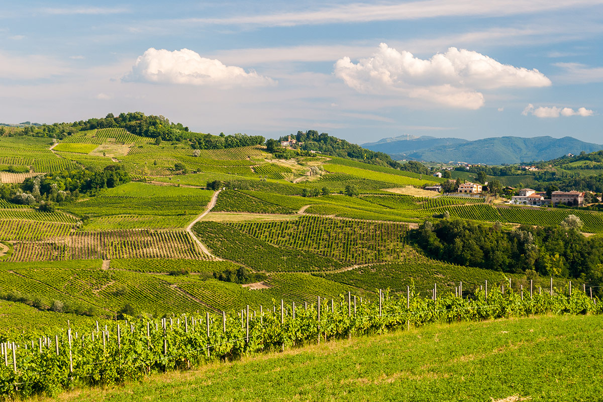 Pinot Nero: tutta l'eleganza dell' 