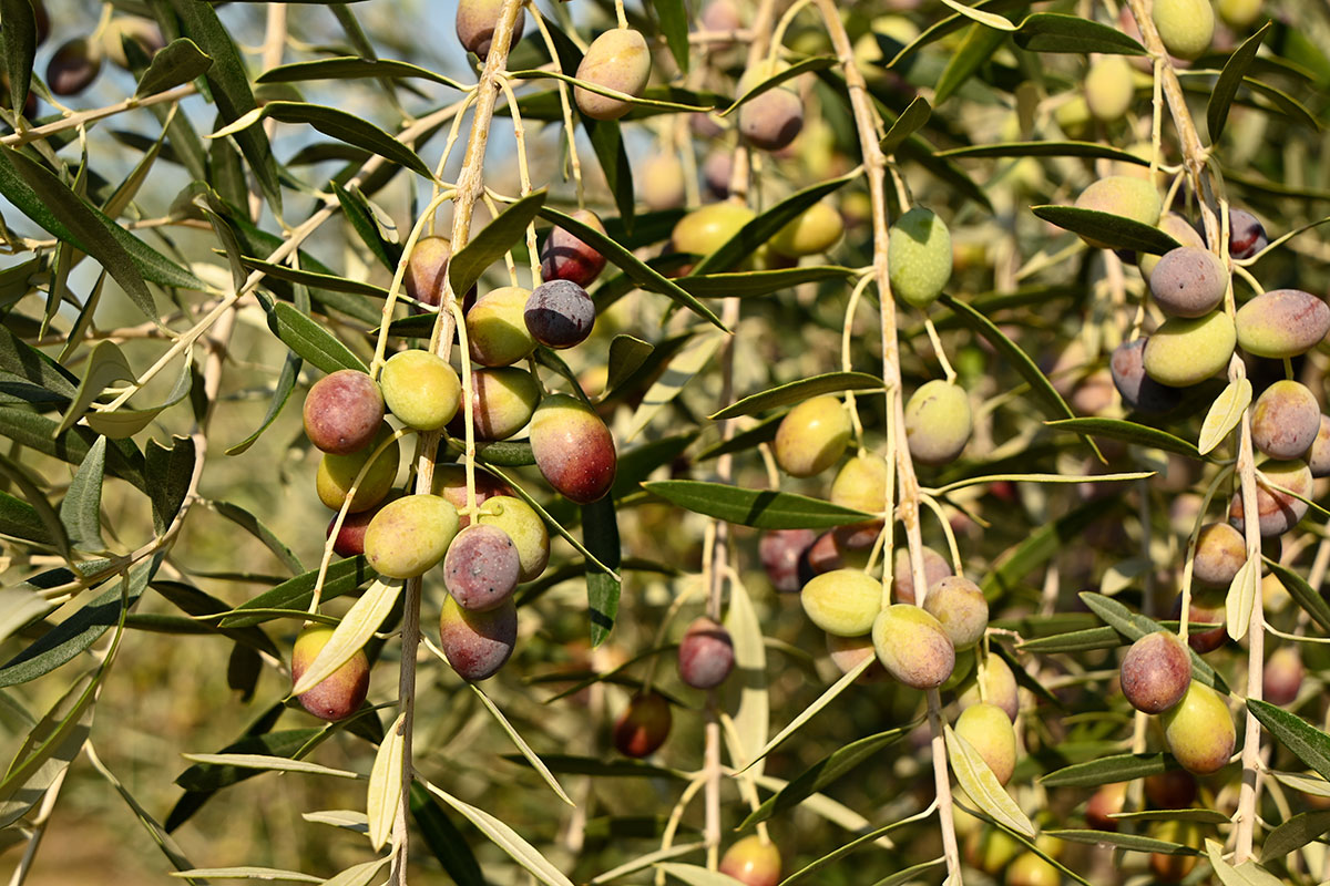 Olio, a settembre i prezzi salgono ancora