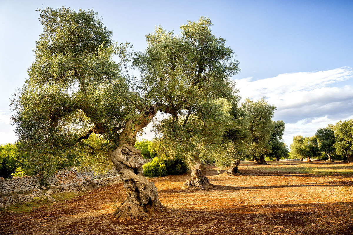 Olio, a settembre i prezzi salgono ancora