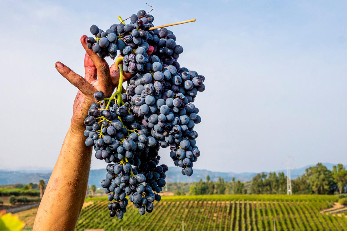 Via alla vendemmia in Sicilia Sicilia, la vendemmia inizia sotto i migliori auspici