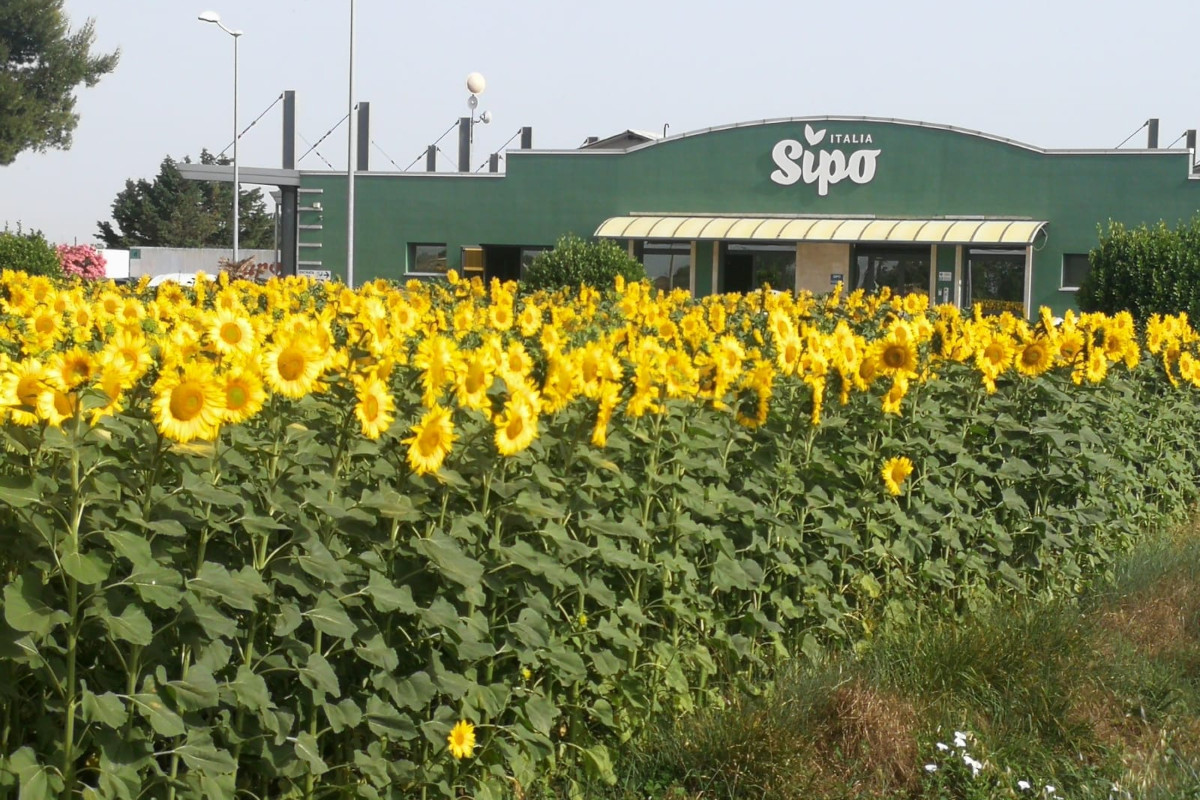 Dal campo alla tavola: Sipo, eccellenza nell'ortofrutta, compie 50 anni