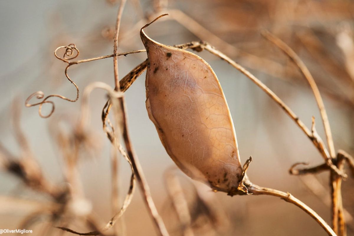 La Liguria riscopre un legume antico: il moco diventa Presidio Slow Food