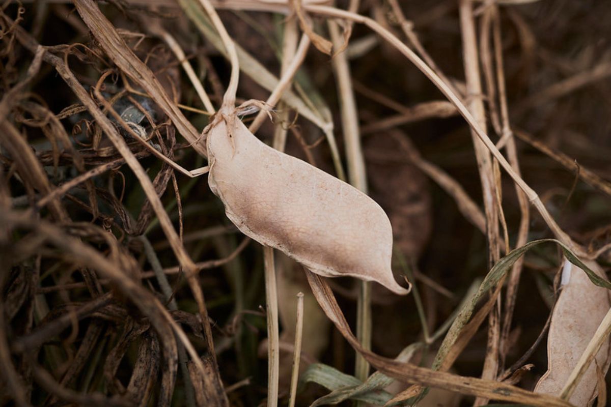 La Liguria riscopre un legume antico: il moco diventa Presidio Slow Food