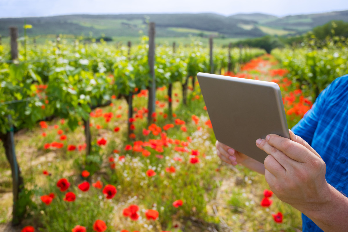 Un software gestionale permette di avere un controllo completo: dal vigneto al magazzino prodotti finiti e ai processi di cantina e agli uffici Software e mondo digitale un'opportunità per cantine e ristoratori