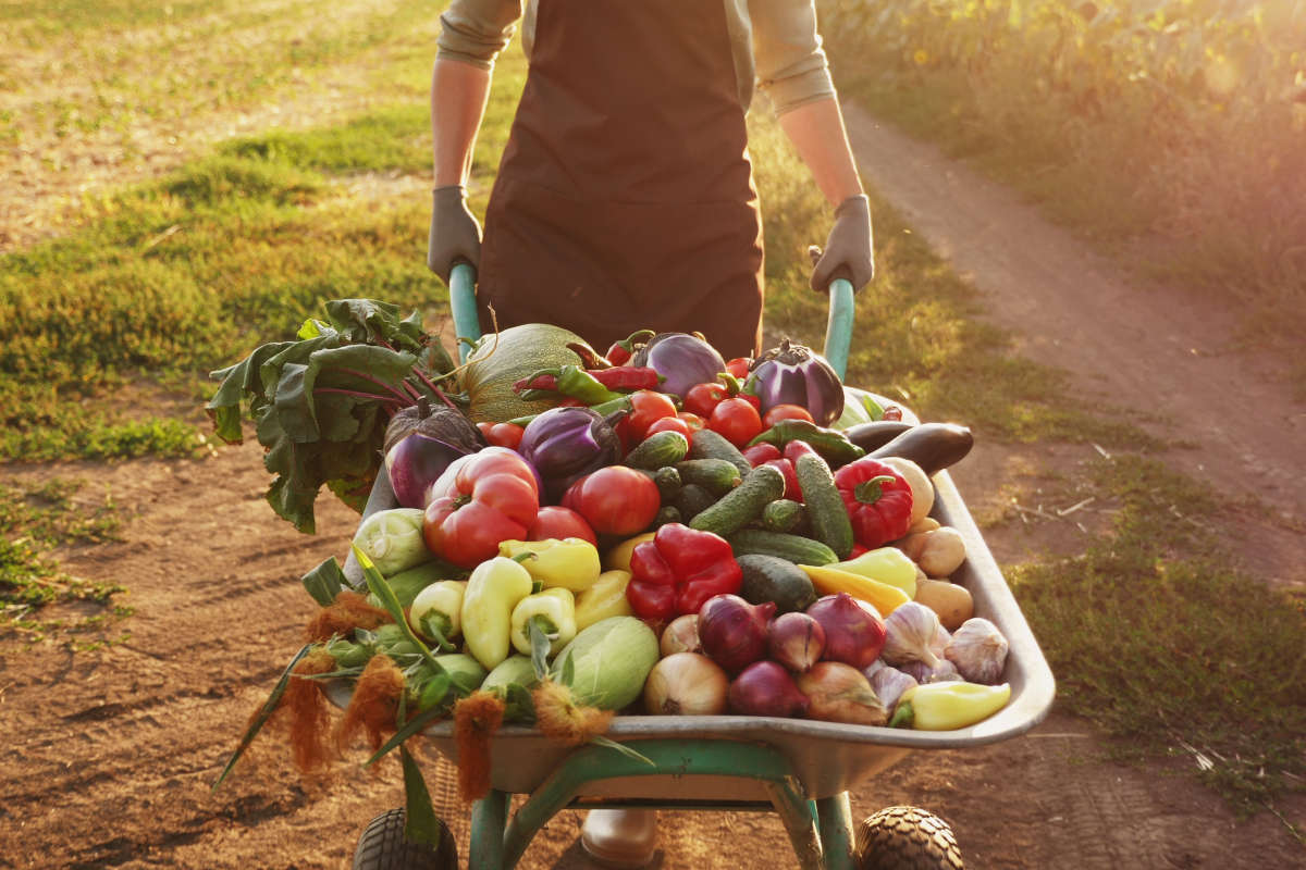 Il futuro sostenibile della ristorazione e della filiera agroalimentare