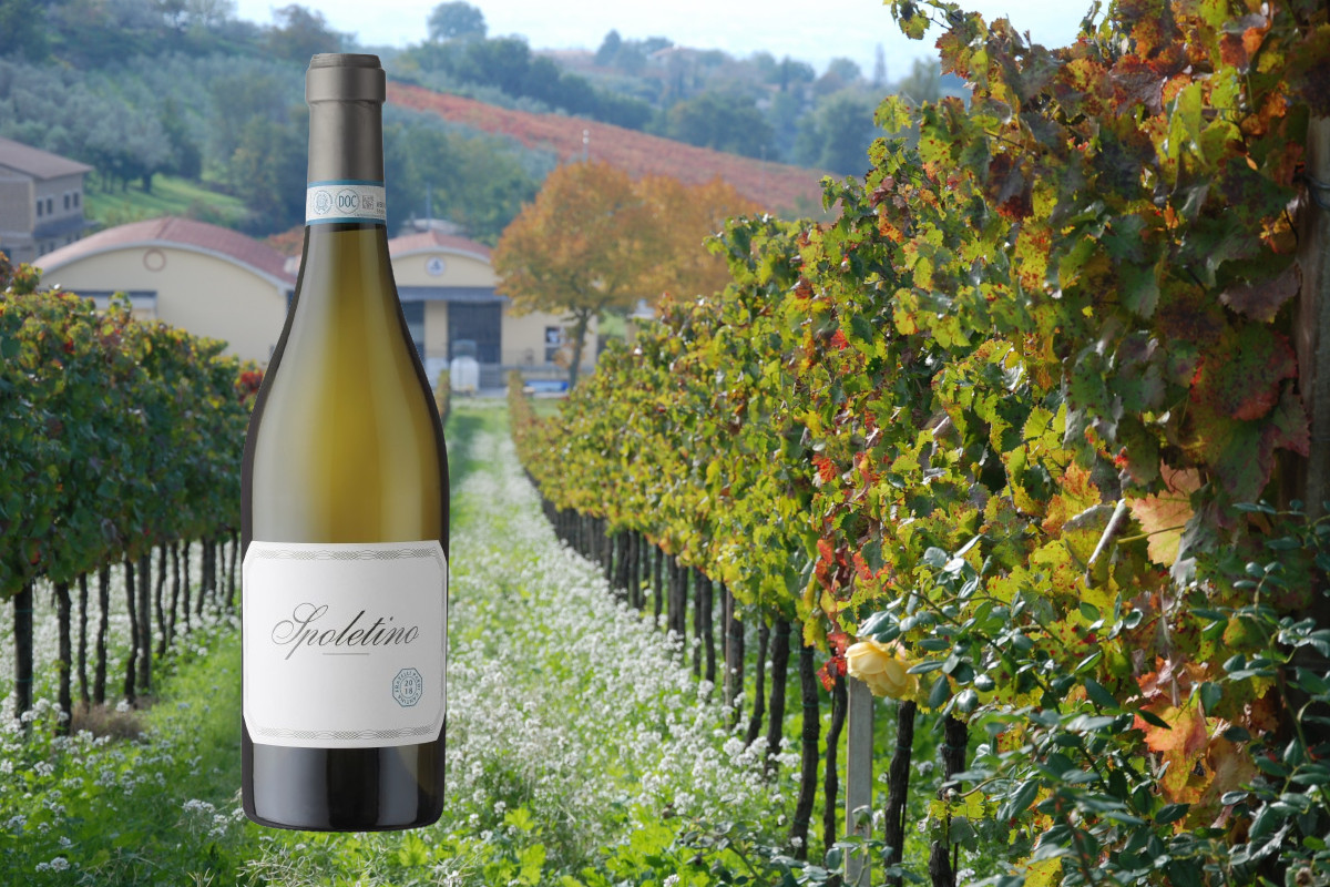 Montefalco oltre il rosso: il racconto del Trebbiano Spoletino dei Fratelli Pardi