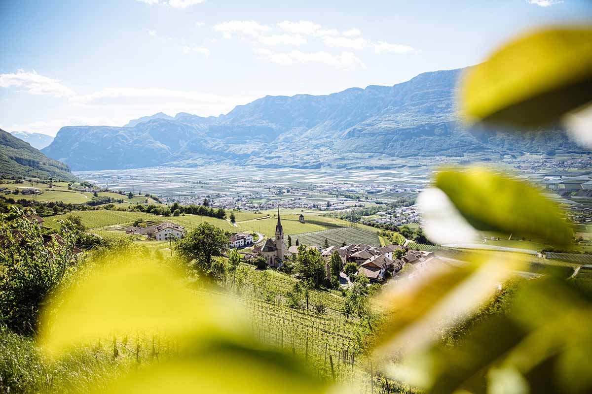 Il Pinot nero è presente da quasi due secoli in Alto Adige Enoturisti in pellegrinaggio sul sentiero del Pinot Nero