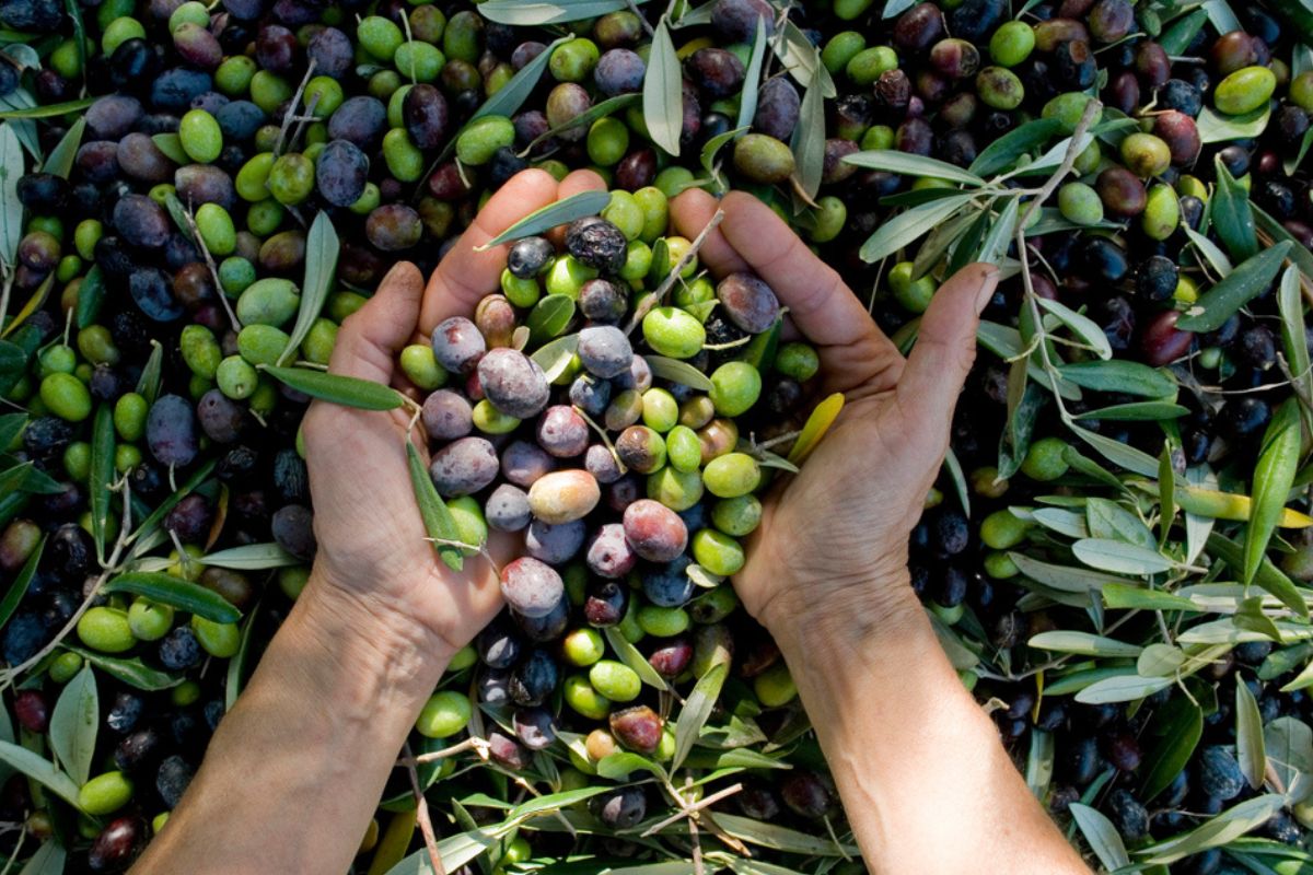 Stagione olivicola quasi chiusa: come sta davvero l’olio italiano