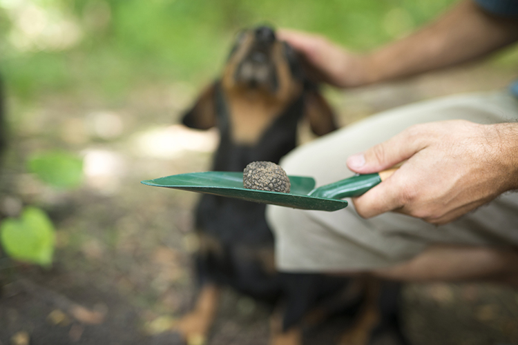 Entro il 2021 la decisione sulla candidatura per l’Unesco Cerca e cavatura del tartufo nell'Unesco?In arrivo la decisione