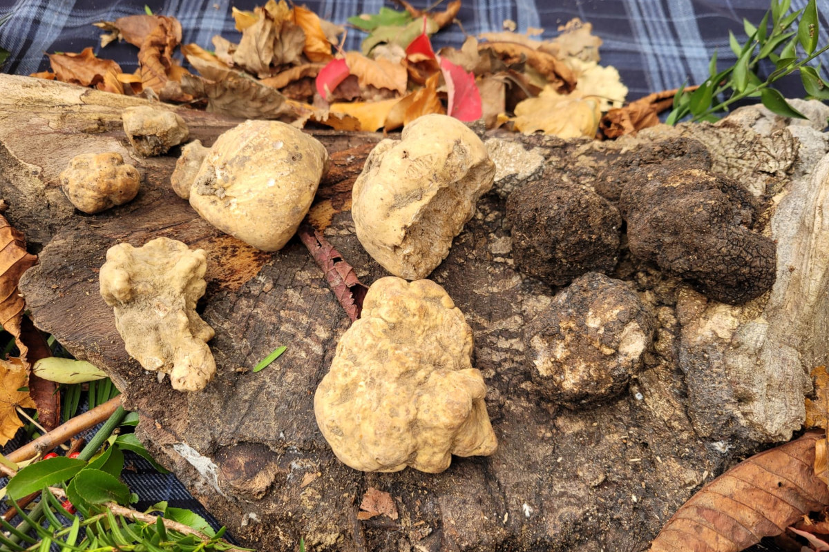 Il tartufo bianco, oro pregiato e volano economico dell'Umbria