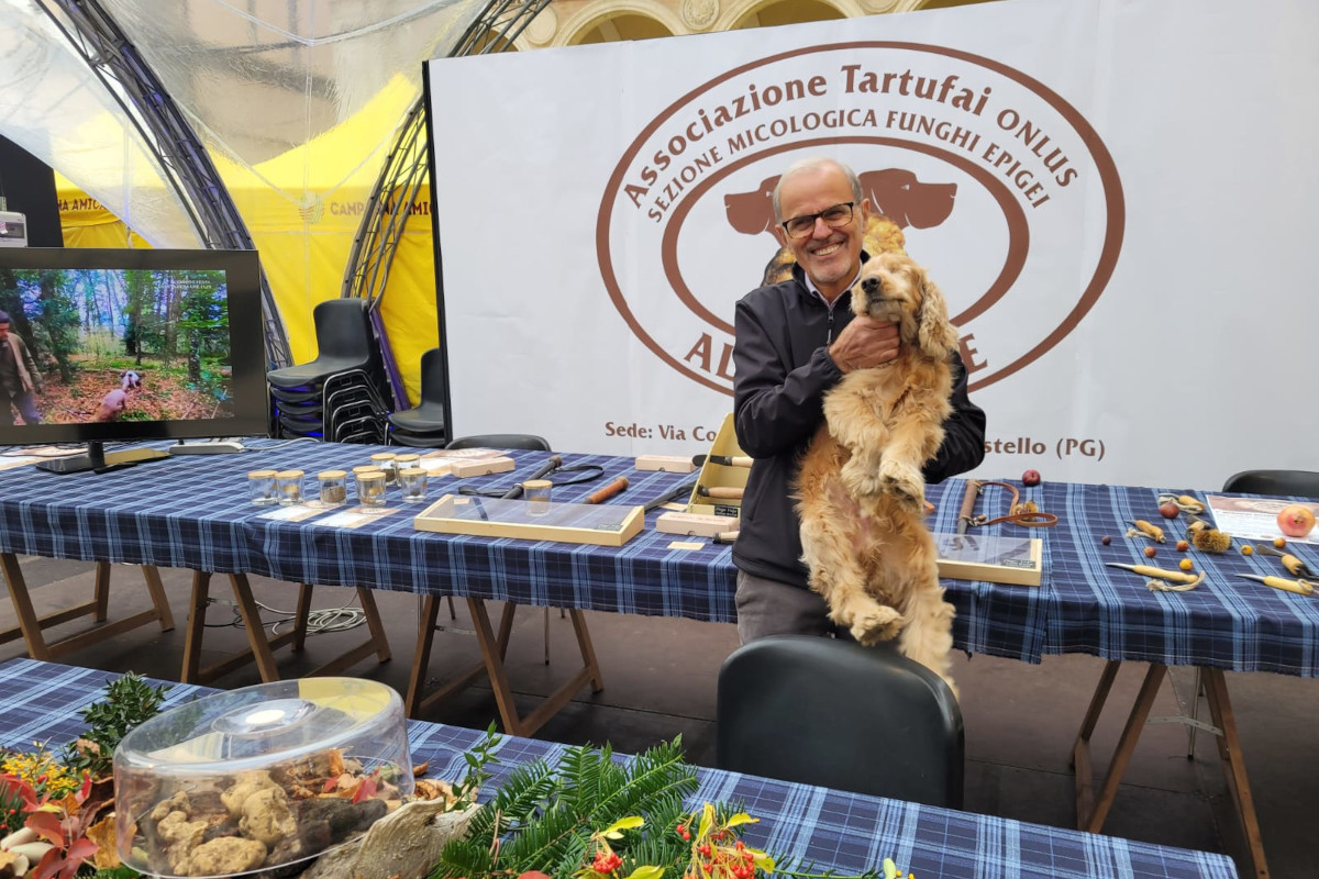 Il tartufo bianco, oro pregiato e volano economico dell'Umbria