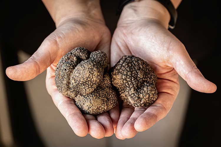 Tartufo, ora un libro aiuta a decodificarne le caratteristiche Ad Alba presentato il