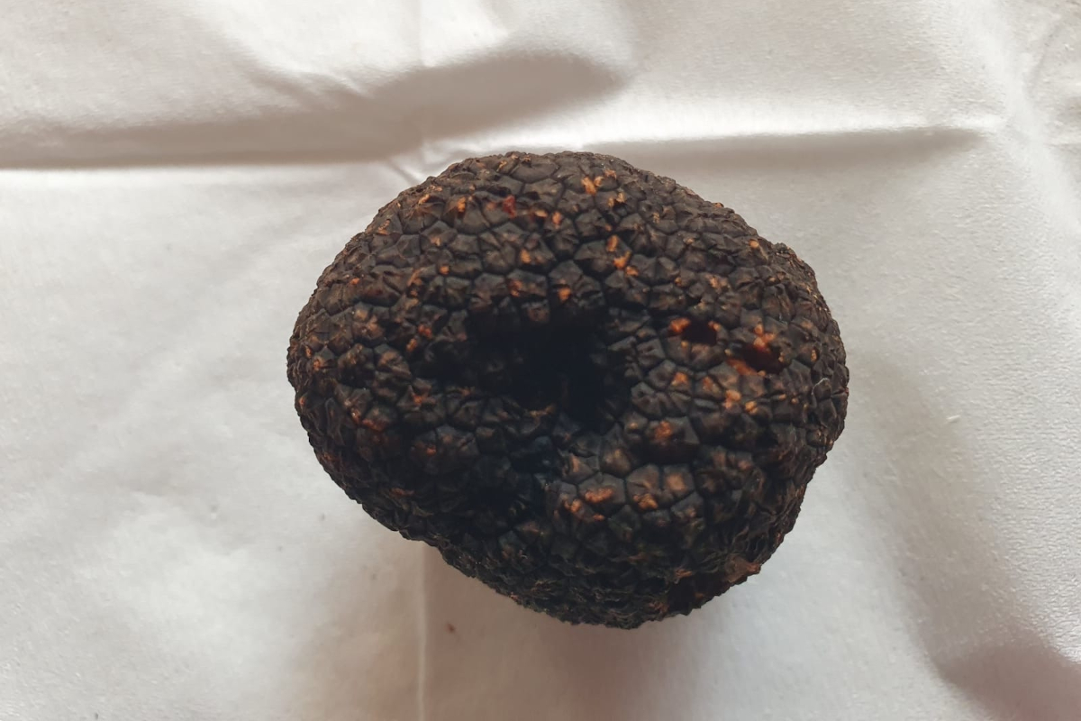 Il Crater dell'Emilia-Romagna critica la Regione per la poca trasparenza sul tartufo