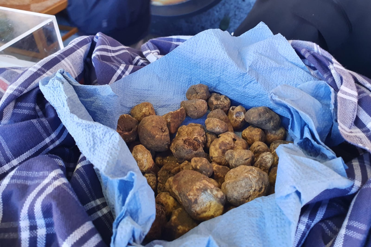 Il Crater dell'Emilia-Romagna critica la Regione per la poca trasparenza sul tartufo