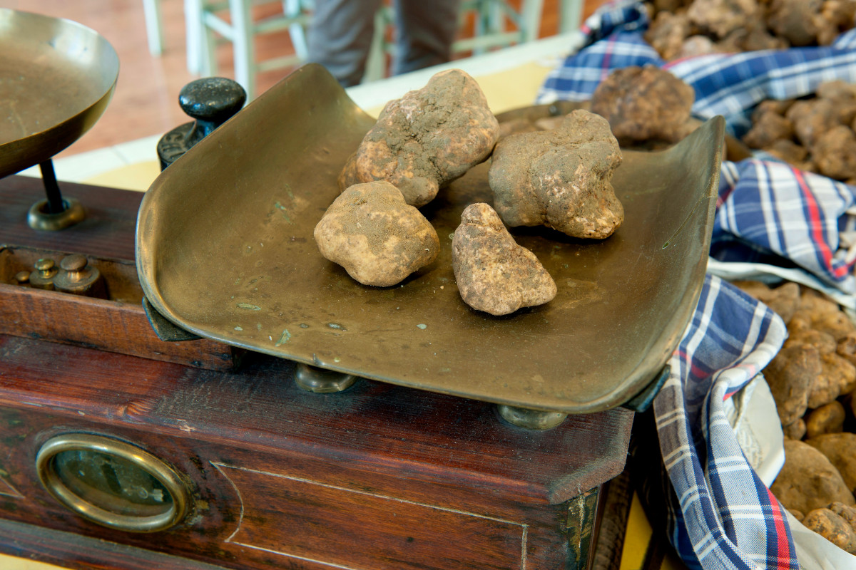 Tartufo bianco: ottima annata e prezzi dimezzati. Ecco tutte le quotazioni 2023