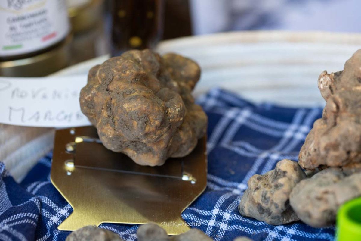 Tutto pronto per la Mostra nazionale del Tartufo Bianco di Sant'Angelo in Vado