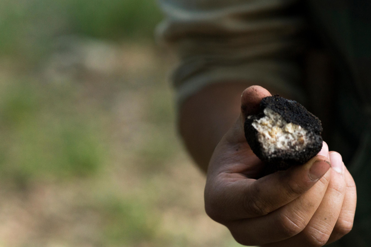 A caccia di tartufo Cinque mete imperdibili per gli amanti del tartufo