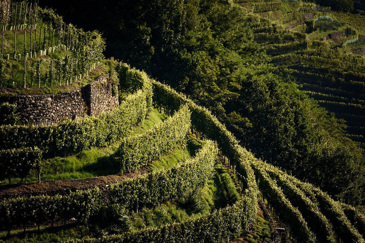 La Via dei Terrazzamenti da Morbegno a Tirano. Fonte: Facebook Vini corposi e ricette antiche e piatti: così l’autunno nella Media Valtellina