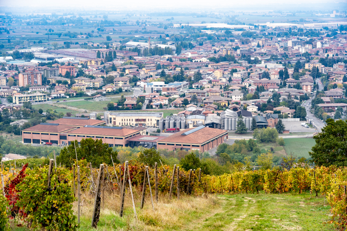 I vigneti di Terre d'Oltrepò  Terre d'Oltrepò, vendemmia da 272mila quintali. Pesano siccità e grandine