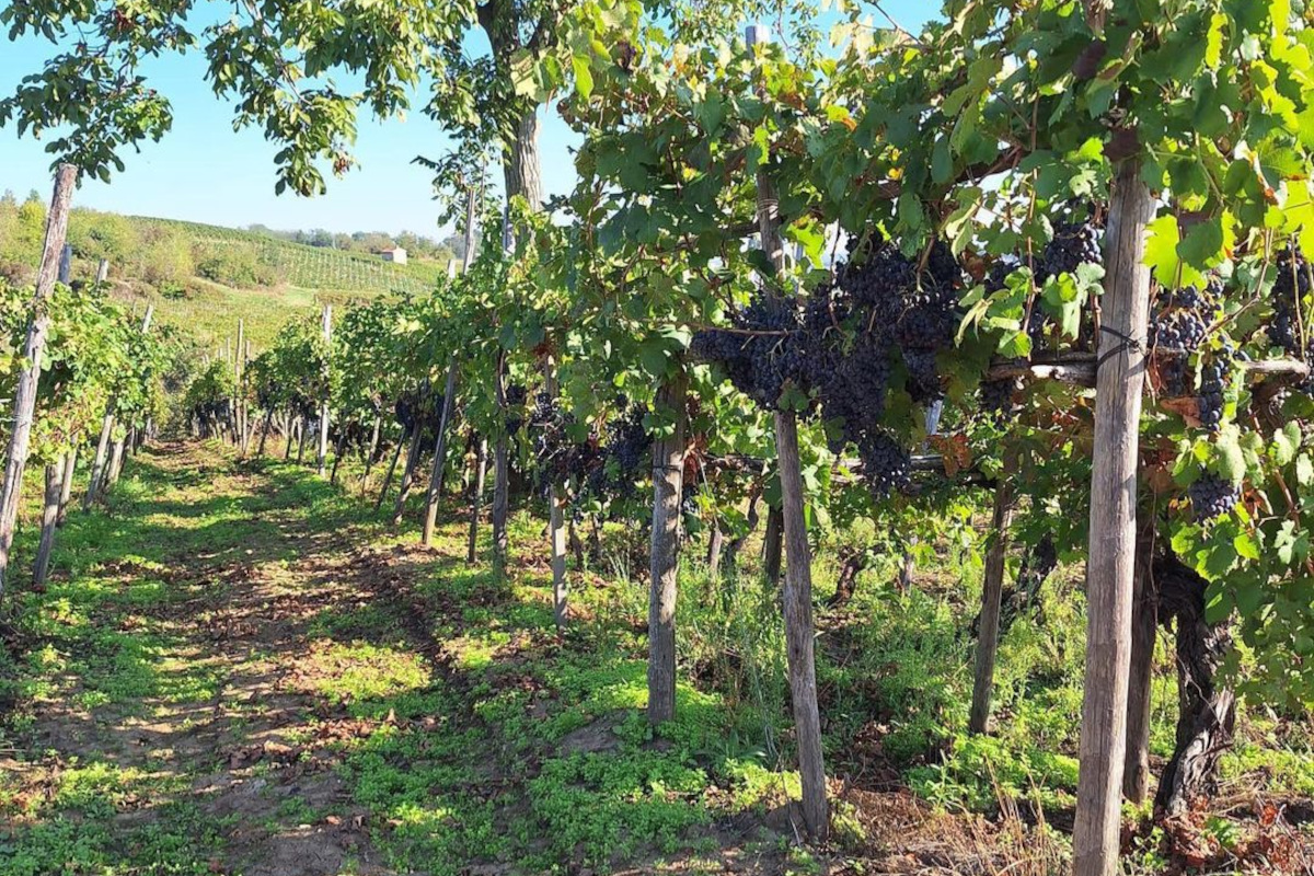 Terre d'Oltrepò: da cantina sociale a polo industriale del vino