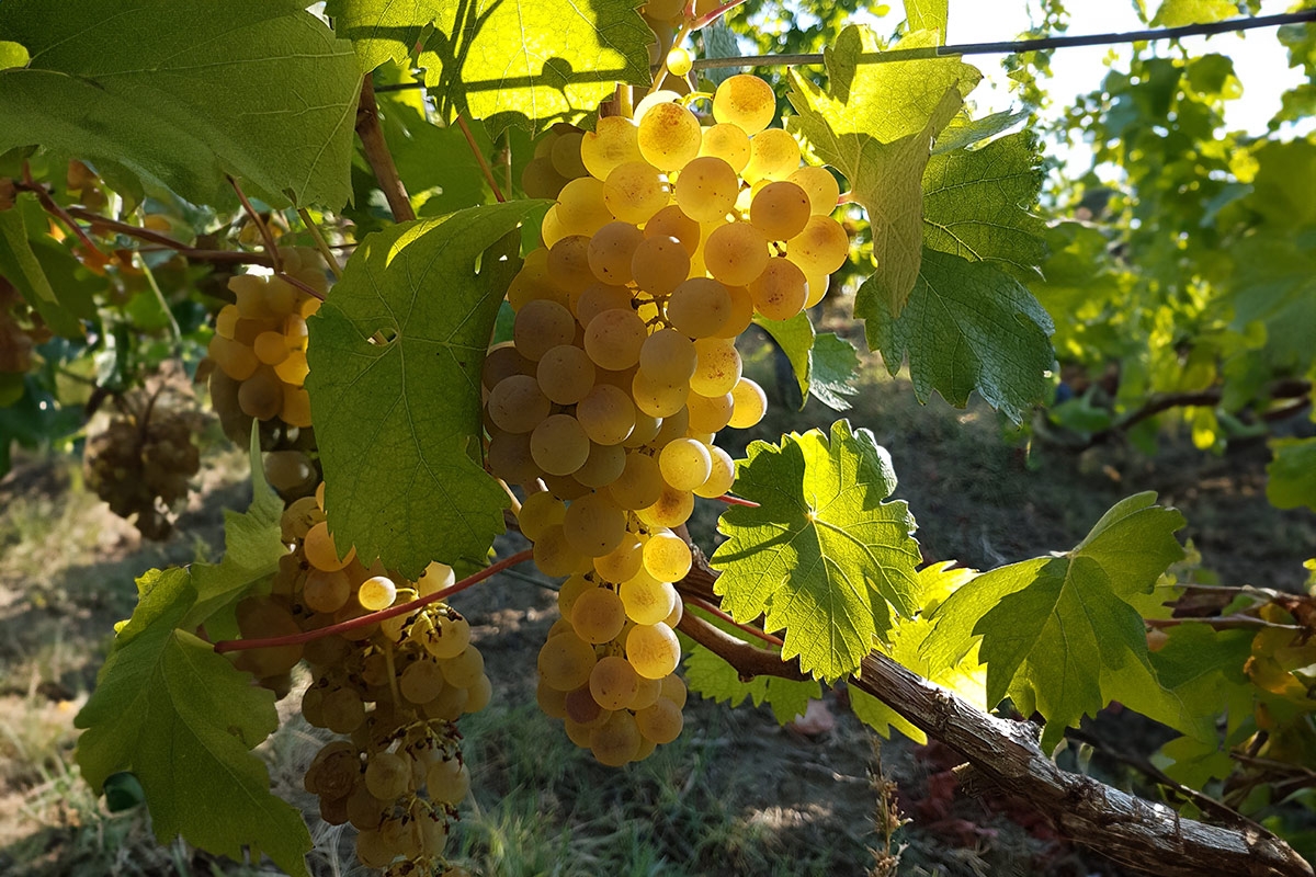 Derthona, l’anima bianca dei Colli Tortonesi che guarda al mondo Derthona, l’anima bianca dei Colli Tortonesi che guarda al mondo