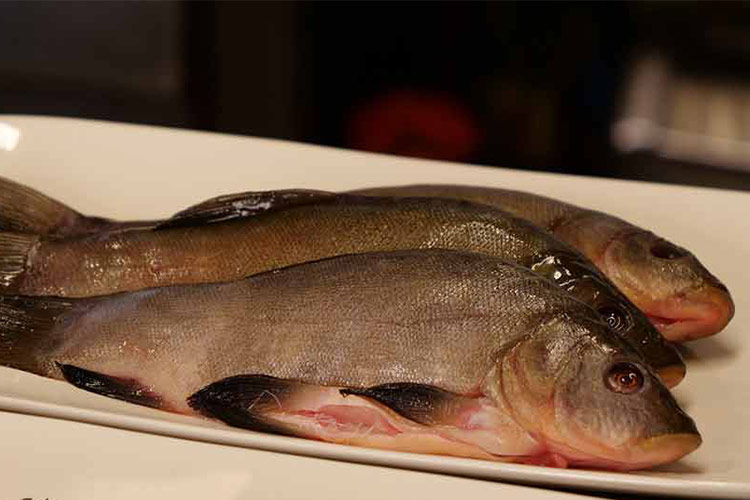 Tinche di Ceresole d'Alba La tinca di Ceresole d&rsquo;Alba Antico pesce del territorio