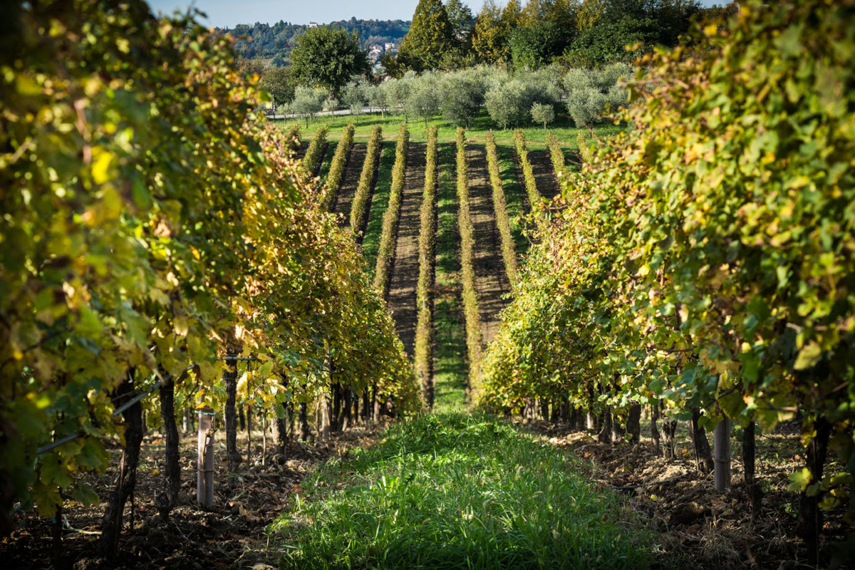 Su Alto e la visione biodinamica della cantina L’Antica Quercia