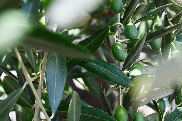 L'olio non filtrato? Solo marketing. Ecco perché “genuino” non significa migliore