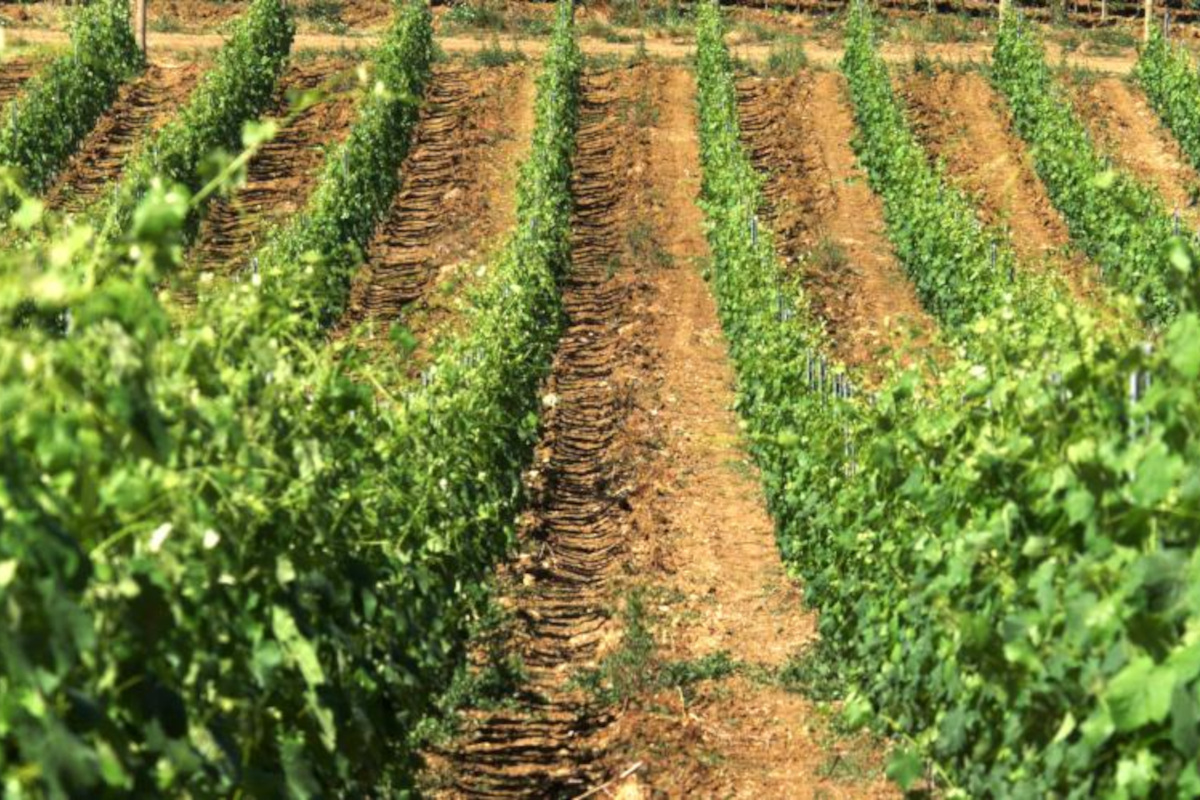 Montefalco porta l'Umbria in etichetta e gioca la carta del Trebbiano Spoletino