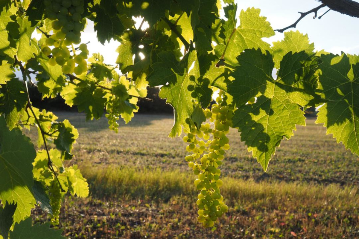 Montefalco porta l'Umbria in etichetta e gioca la carta del Trebbiano Spoletino