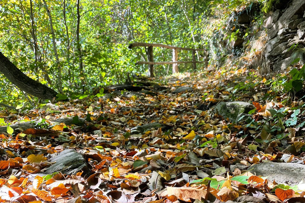 Autunno in Umbria nei luoghi della natura e del silenzio Autunno a piedi in Umbria tra caccia al tartufo e olio nuovo