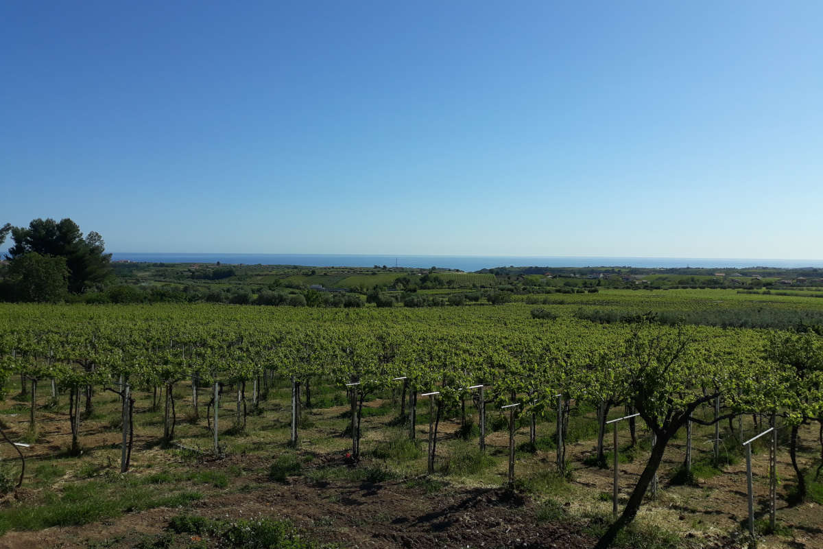 Pecorino, Passerina e Montepulciano: alla scoperta dei vitigni della Docg Tullum