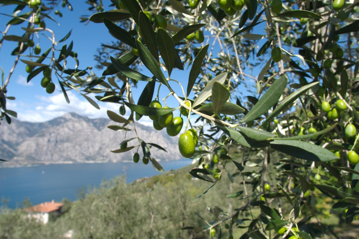 L'Italia, il secondo paradiso mondiale per gli amanti dell'olio d'oliva