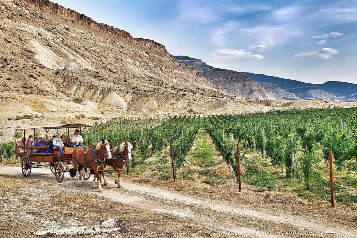 Viaggio a prova di Sommelier nei vigneti più famosi degli Stati Uniti