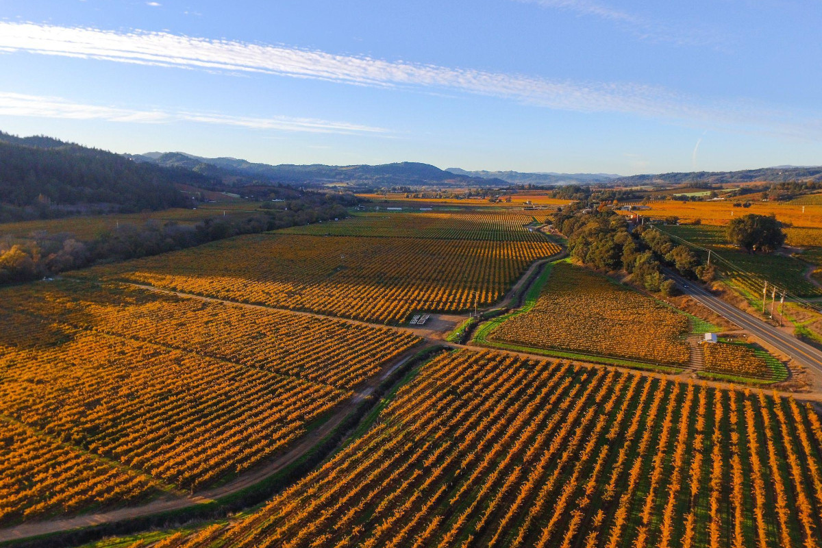 Viaggio a prova di Sommelier nei vigneti più famosi degli Stati Uniti