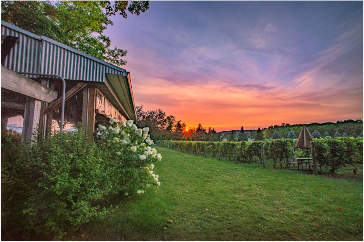 Viaggio a prova di Sommelier nei vigneti più famosi degli Stati Uniti