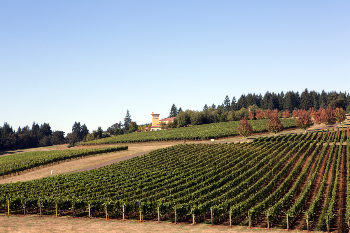 Viaggio a prova di Sommelier nei vigneti più famosi degli Stati Uniti