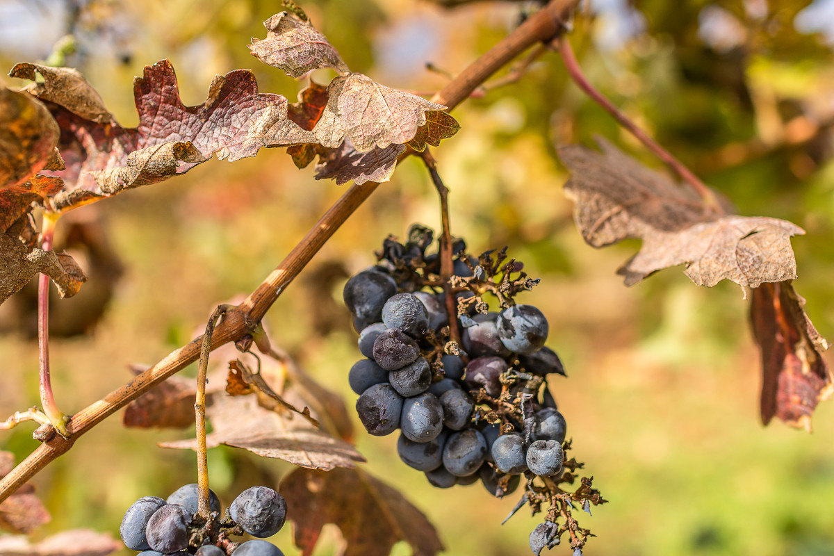 Siccità e alte temperature minacciano la vendemmia: “Decisivi i prossimi giorni”