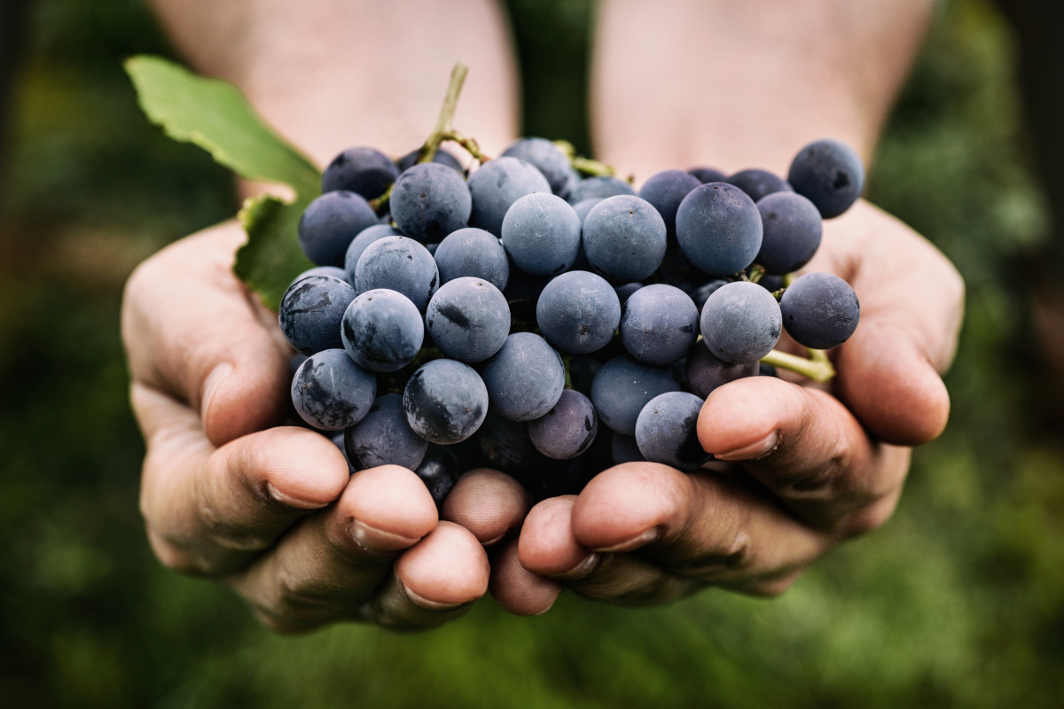 Agricoltura rigenerativa: ecco come i vignaioli rivoluzionano la viticoltura