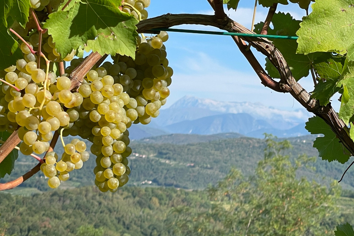 Venica&Venica: vini sostenibili nel segno della tradizione e del territorio