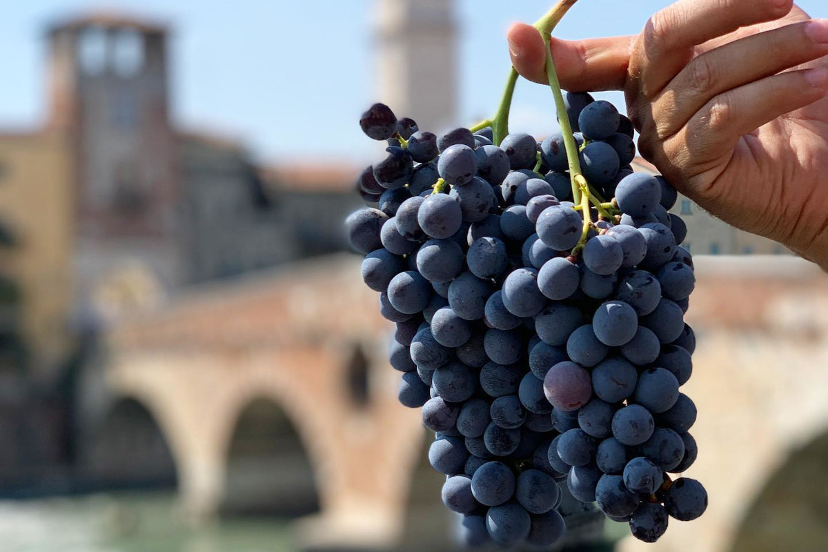 Al via la fase 2 della candidatura Unesco della tecnica di appassimento delle Uve della Valpolicella Valpolicella, al via la call to action per il riconoscimento dell&rsquo;appassimento a Patrimonio Unesco