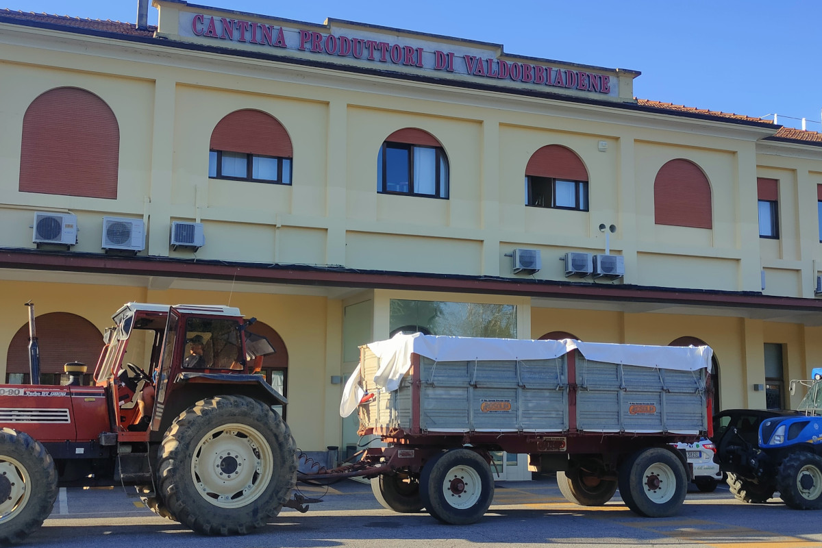 Dentro Val d’Oca: così lavora la grande cooperativa del Prosecco