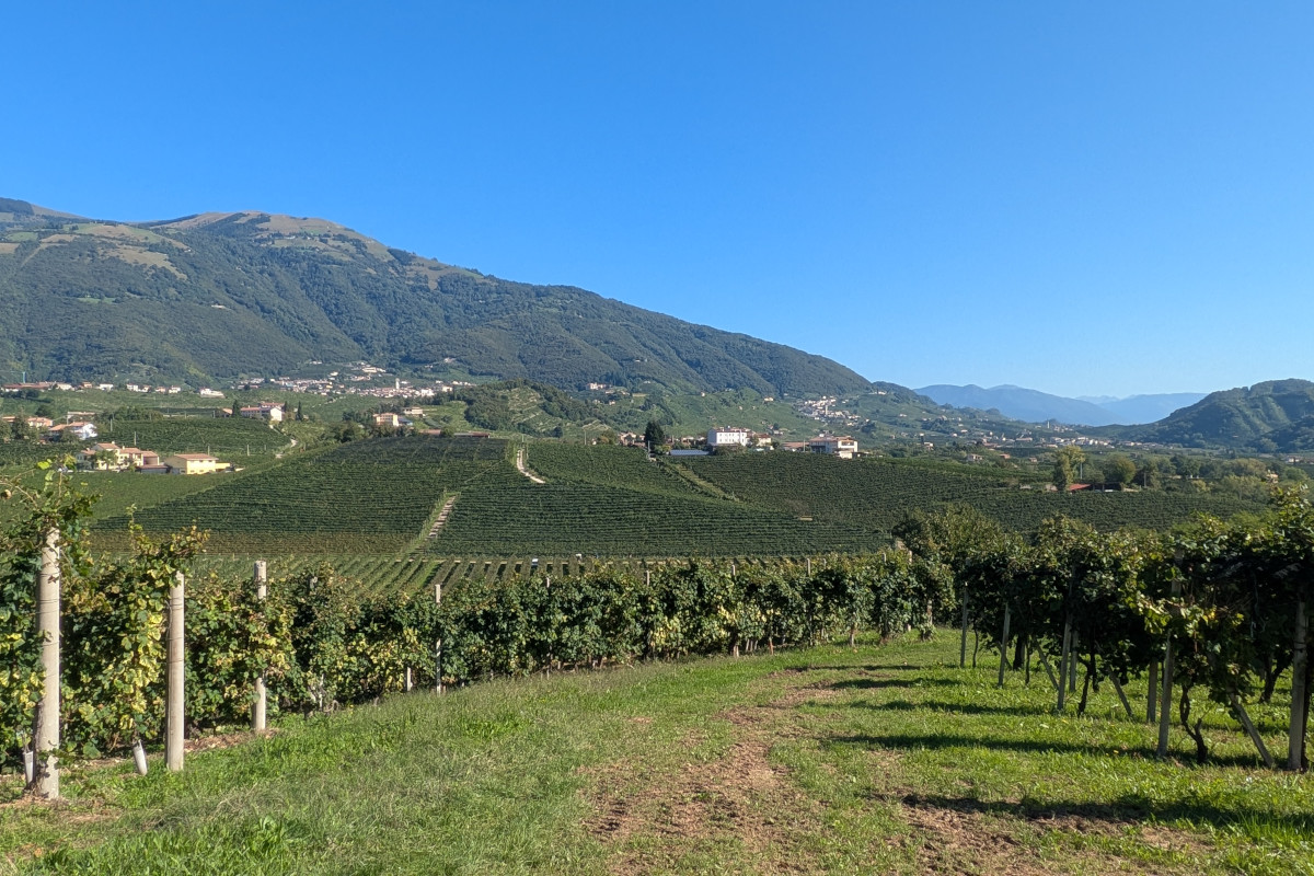 Dentro Val d’Oca: così lavora la grande cooperativa del Prosecco