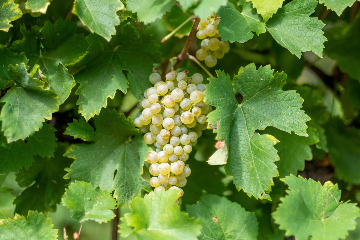 Dentro Val d’Oca: così lavora la grande cooperativa del Prosecco