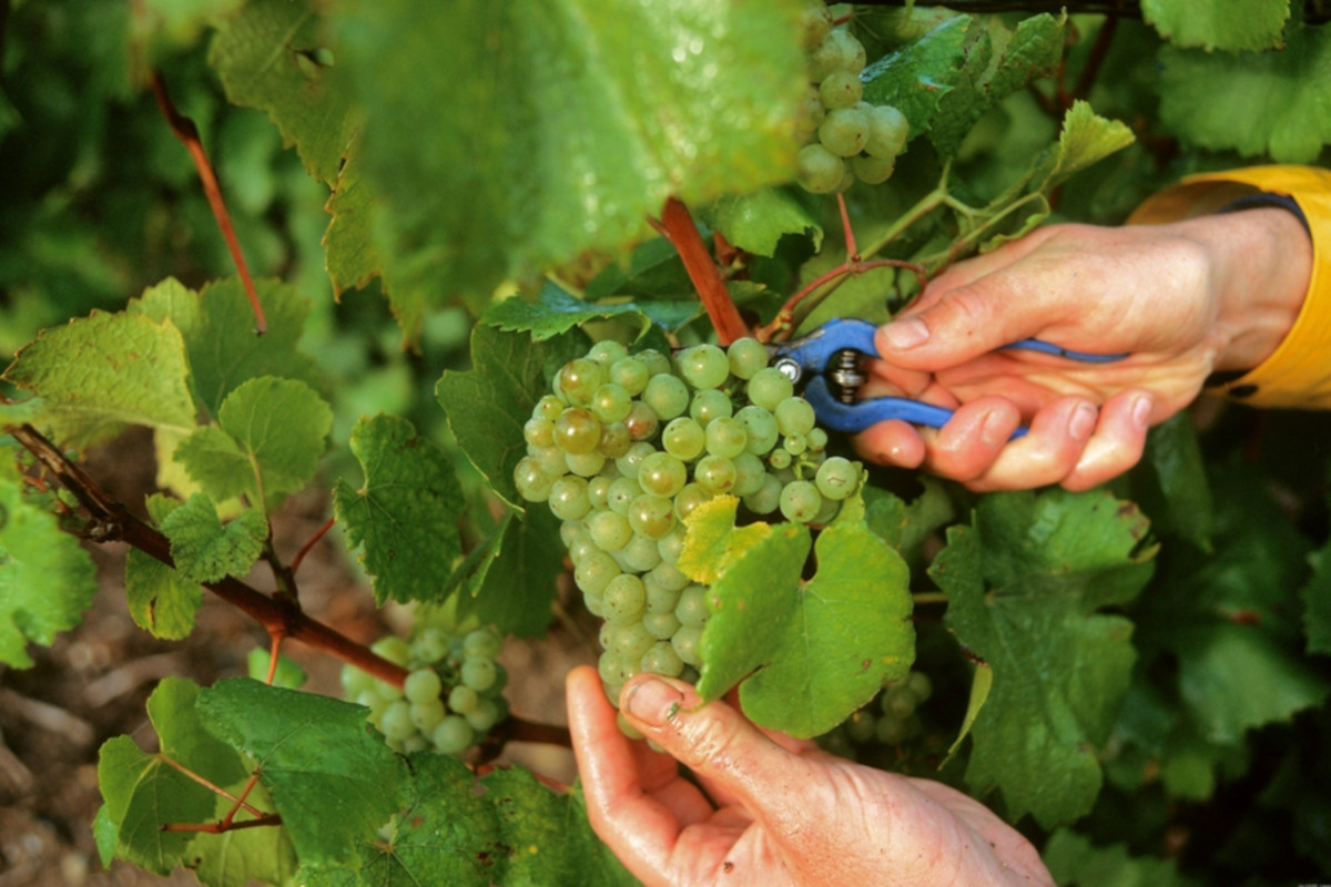 Vendemmia, in Champagne un'annata perfetta