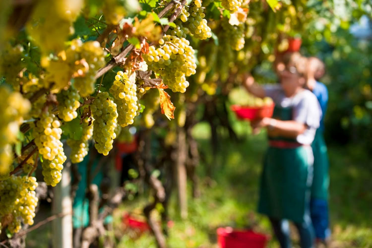 Vendemmia in Franciacorta