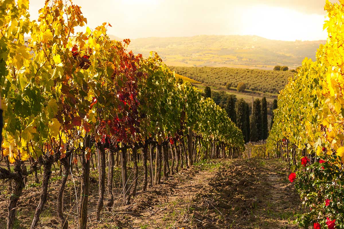 Una vigna a Montepulciano A Montepulciano il debutto per le vendemmia del Nobile menzione Pieve